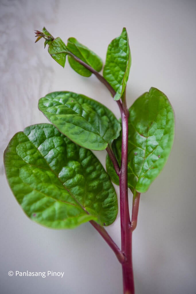 Malabar Spinach Benefits