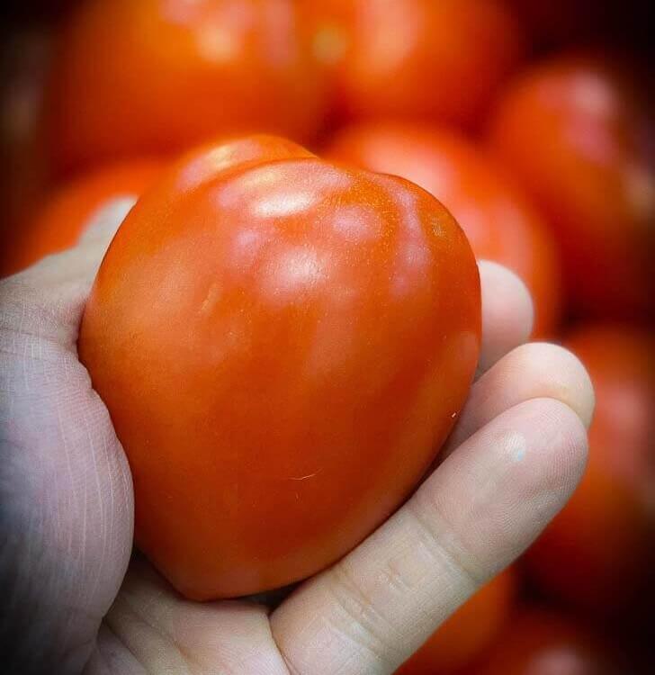 Tomato